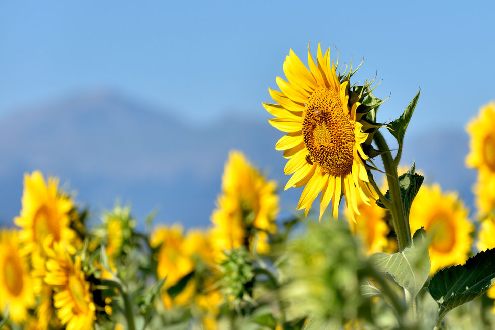 Primo piano di un singolo girasole giallo illuminato dal sole, circondato da altri girasoli sfocati sullo sfondo, con le montagne in lontananza sotto un cielo azzurro.