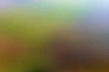 Colline verdi e brune ondulate, con campi e filari che creano un paesaggio morbido come onde di mare, illuminato dalla luce invernale.