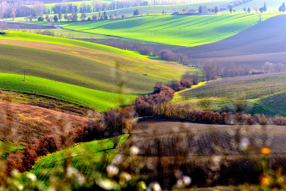 Colline verdi e brune ondulate, con campi e filari che creano un paesaggio morbido come onde di mare, illuminato dalla luce invernale.