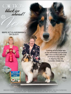 Blue_Merle_Collie_5Cs_&_Kaymanns_OH_Sleet-ICEE.
