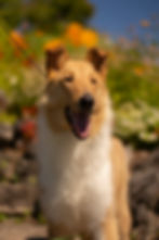 Sable merle smooth collie