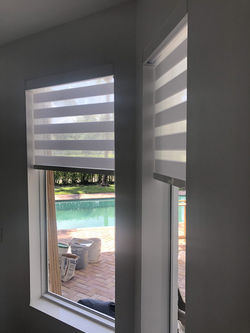 zebra-17