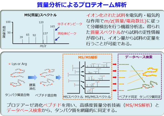 プロテオーム1.png