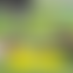 ノーズワーク練習会のお知らせです。