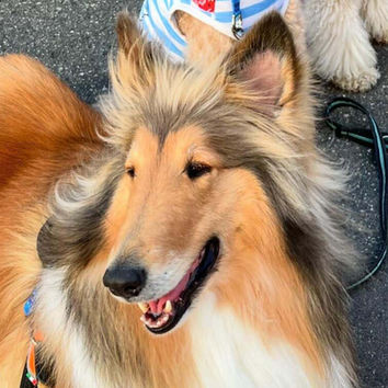 ドッグランクラブ広島‐観音 プレイベント日程変更のお知らせ