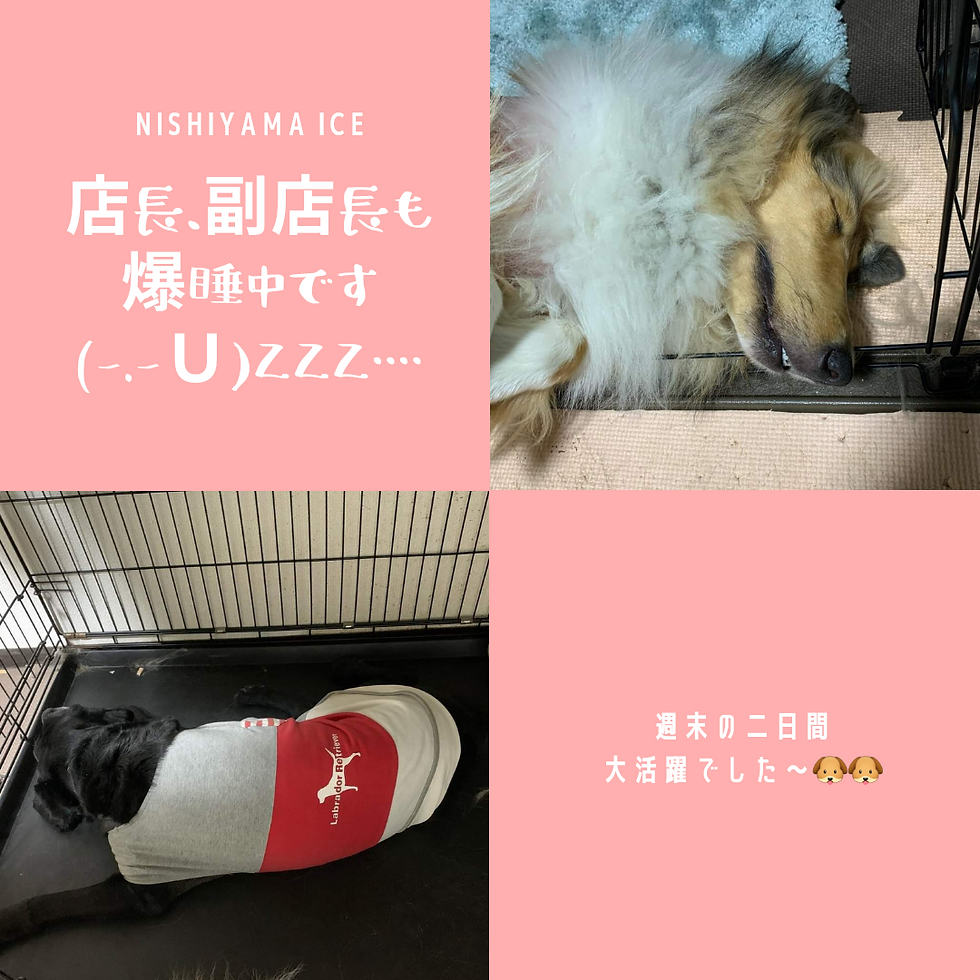 本日、ご来店下さいました皆様、ありがとうございました。
🐶🐶Zzz・・・