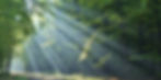 Forest_edited.jpg