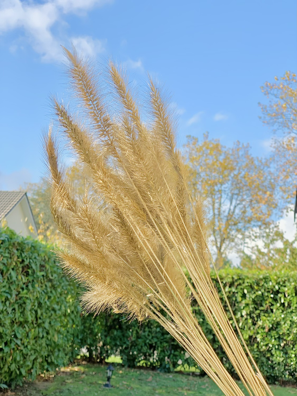 An event decorator who uses natural pampas to decorate a birthday area, creating a warm atmosphere.