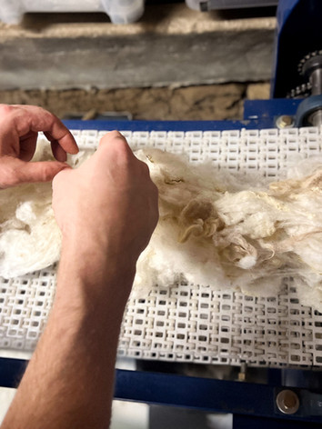 Hands sorting wool fibers on a machine in a manufacturing environment.