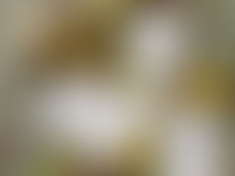 Alchimie & botanique : une cérémonie laïque inspirée par la nature 🌿