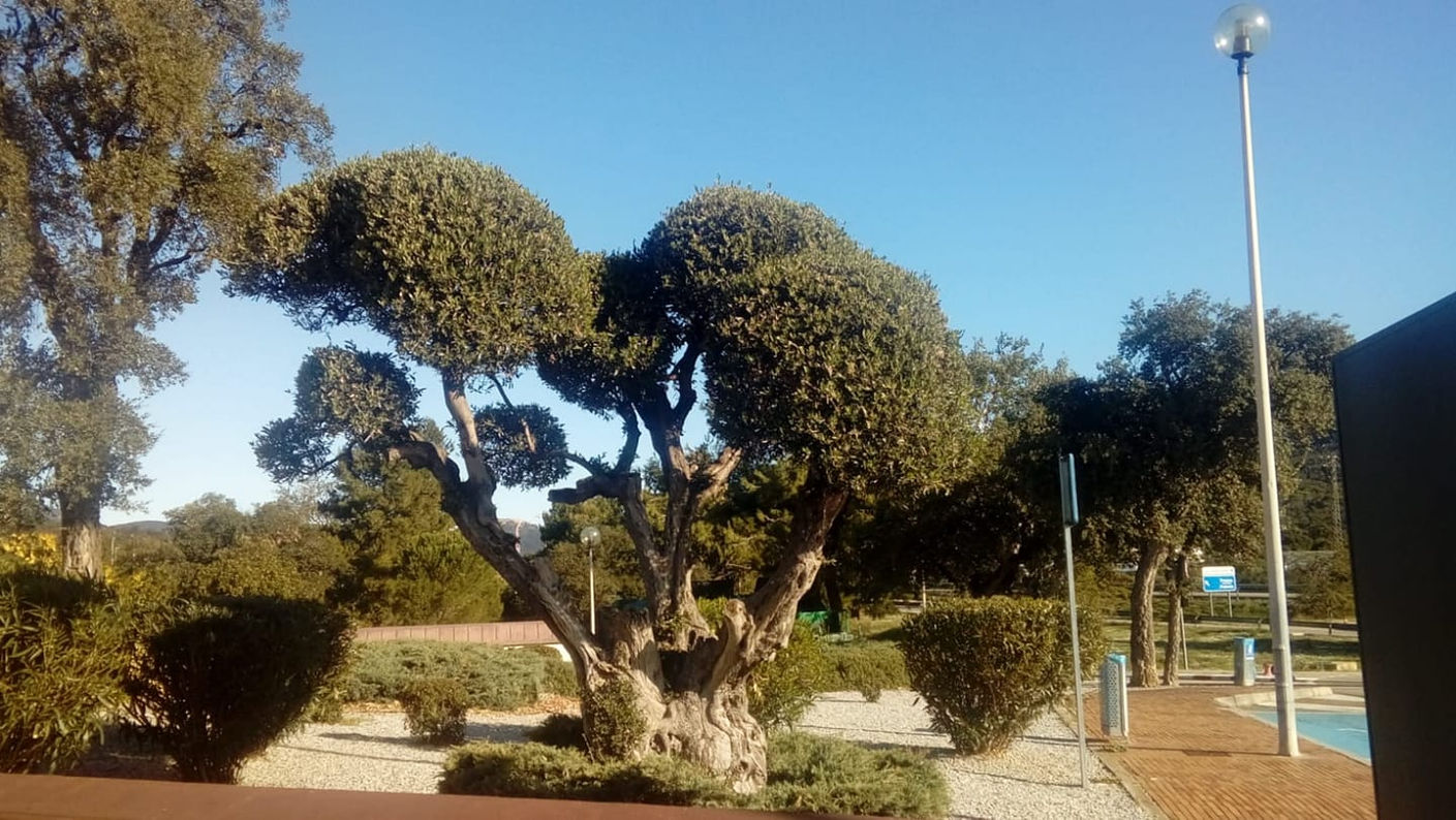 poda bolet jafcolvia.jpg