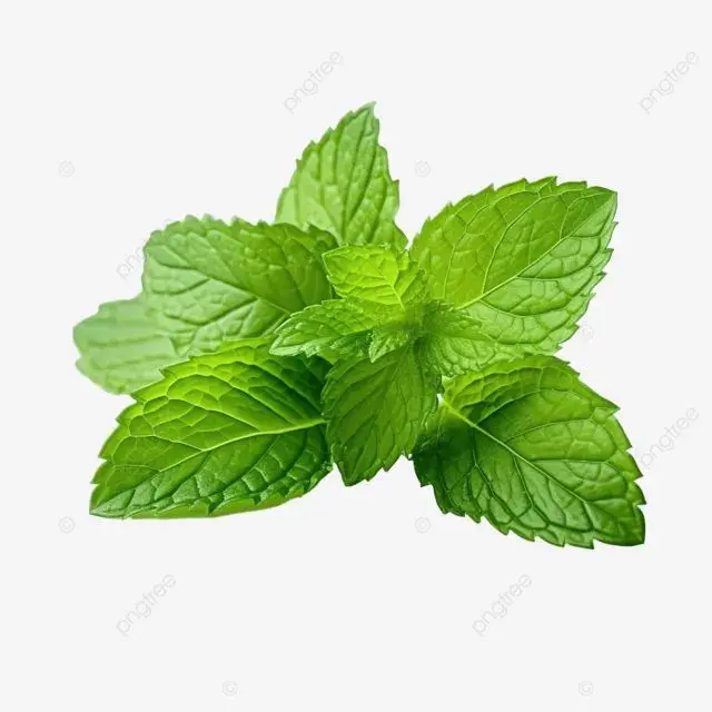 Farm Fresh Pudina in Greater Noida