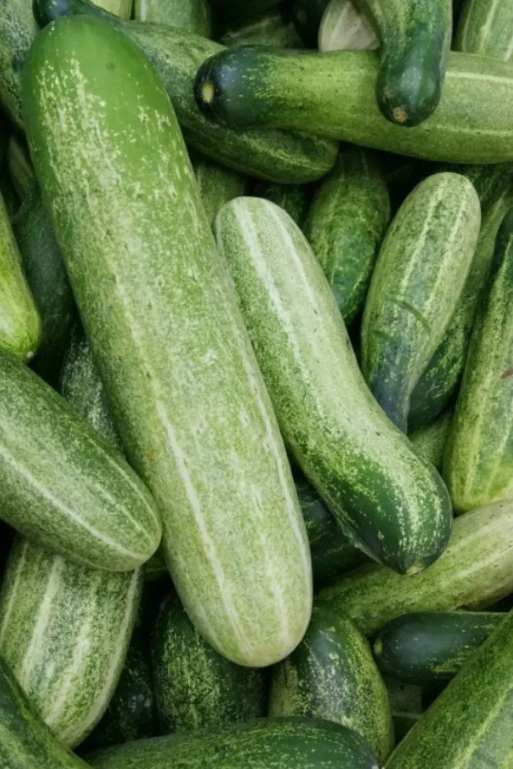 Hybrid Cucumber ( Hybrid Khira) - (500gm) From Fresh Farm