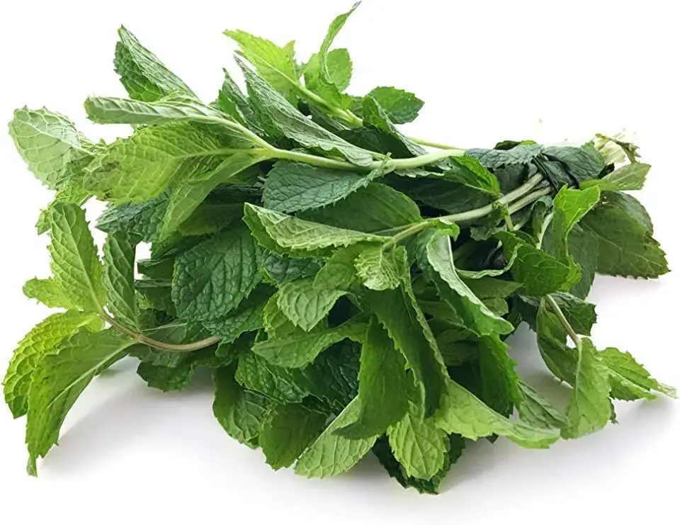 Fresh Aromatic Mint Leaves