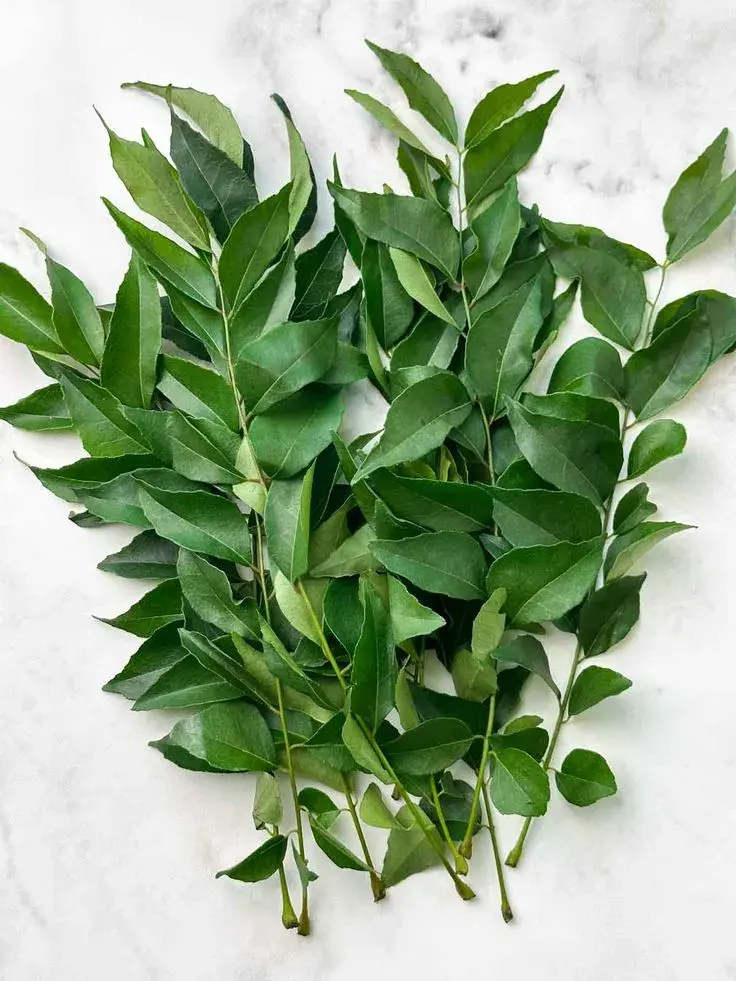 Curry Leaves in Noida