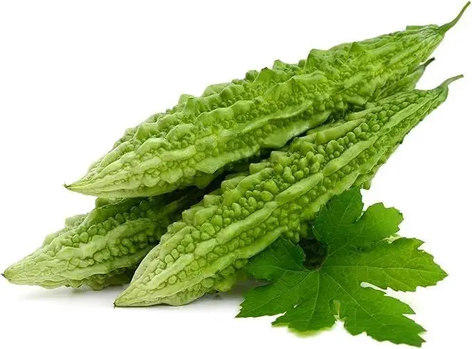 Bitter Guard in Greater Noida