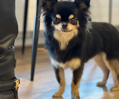 Chihuahua Lino.jpg