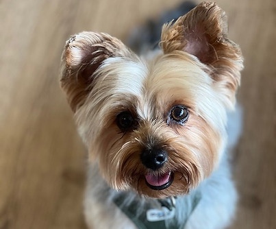 Yorkshire Terrier Cooper 2.jpg