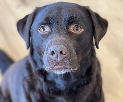 Labrador Ameo.jpg