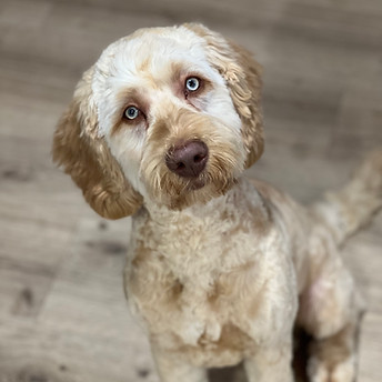 Australian Labradoodel Nevy2.jpeg