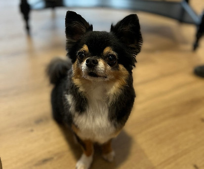 Chihuhua Gismo.jpg