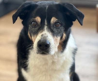 Appenzellermix Oskar.jpg