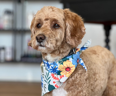 Australian Labradoodel Danny 2.jpg