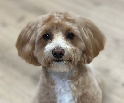 Maltipoo Josie.jpg