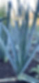 IMG_0020.jpeg