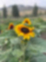 IMG_9711.jpeg