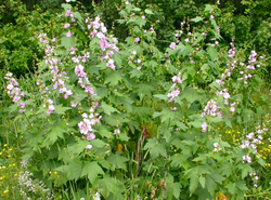 Streambank Mountain Hollyhock