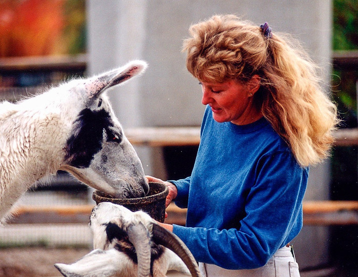 Free petting zoo with goats. Children love them!
