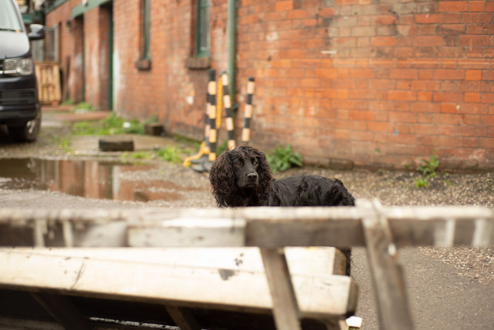 PIC OF DOG