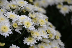 Nancy, jardin éphémère 2025, "De graines d'Art déco"