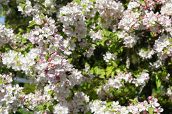 Nancy, printemps 2021