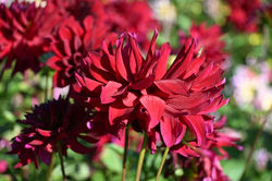 Nancy Jardin Botanique, collection Dahlias