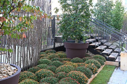 23ème jardin éphémère de Nancy : Gallé ou l'éclat de vert