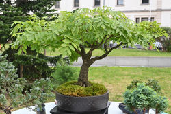 Nancy, Jardin Extraordinaire 2021