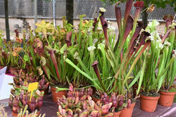 Nancy, Pépinière en Vert 2020