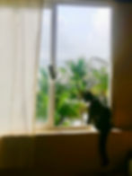 cute pets