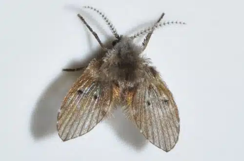 “drain flies” (also known as moth flies) are very small…about a sixth of an inch. They do have a slightly freaky appearance and can look fuzzy.