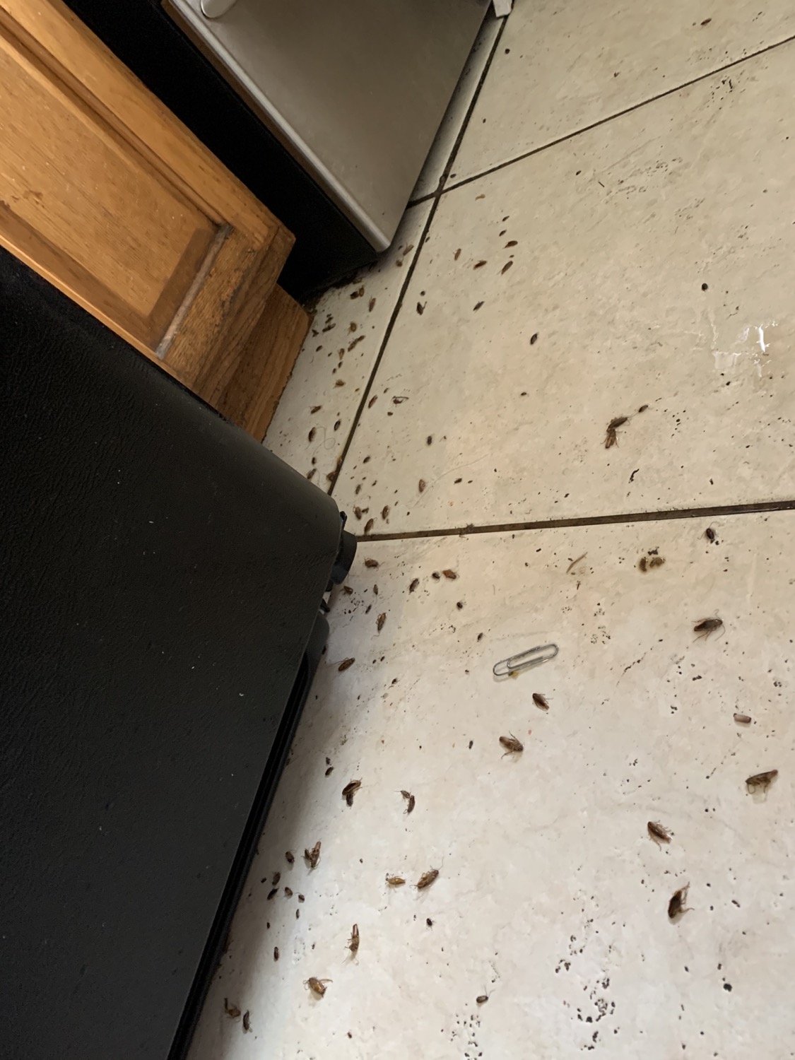Don’t wait for German Roaches infestation. Call Hillsboro Pest Control for a free inspection. content media