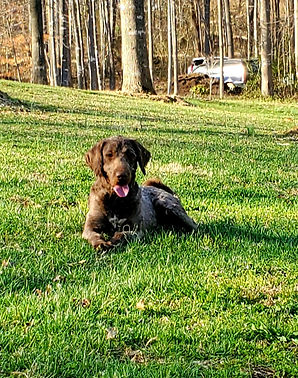 Ruger.jpg