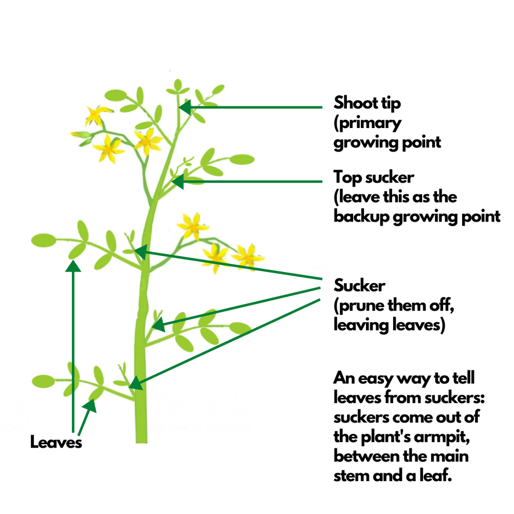 How to Prune Tomatoes