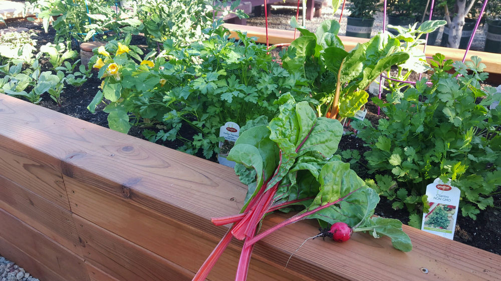 A Complete Vegetable Watering Guide