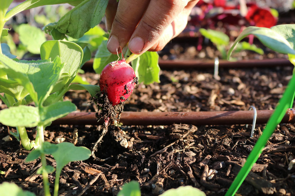 A Complete Vegetable Watering Guide