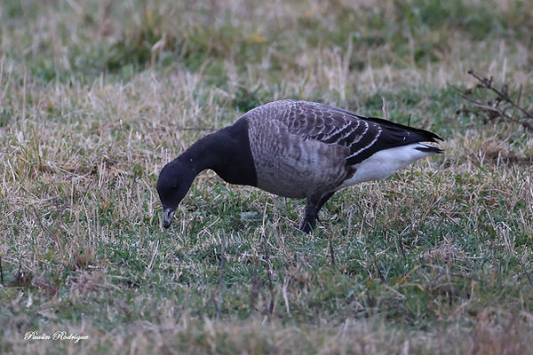 Bernache cravant- Paulin Rodrigue.jpg