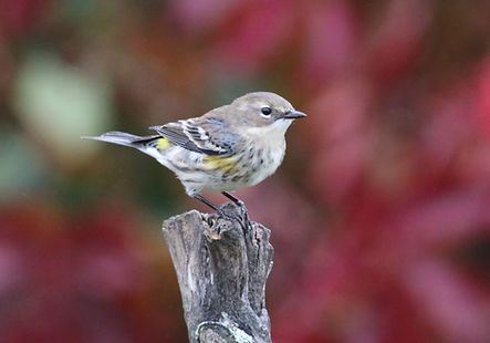 Paruline à croupion jaune, mâle adulte en automne 28 sept. 2024 RT .jpg
