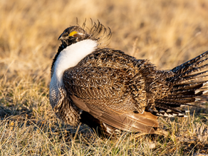 The Sage Grouse Doesn't Care Who Is President