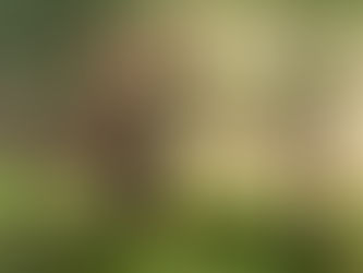 Fascination with light and the Foliage: